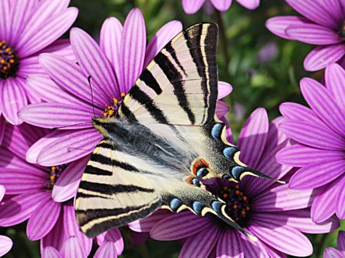 Réf. 117 391 : Iphiclides podalirius
