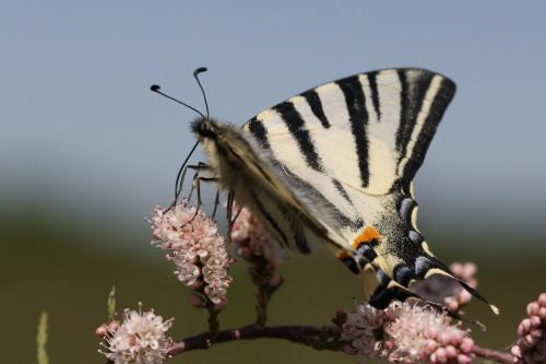 Réf. 117 675 : Iphiclides podalirius