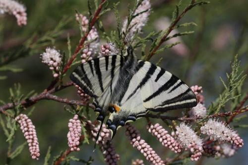 Réf. 117 676 : Iphiclides podalirius