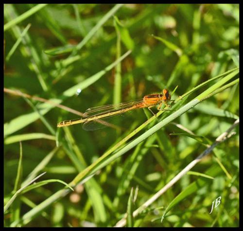 Ischnura pumilio
