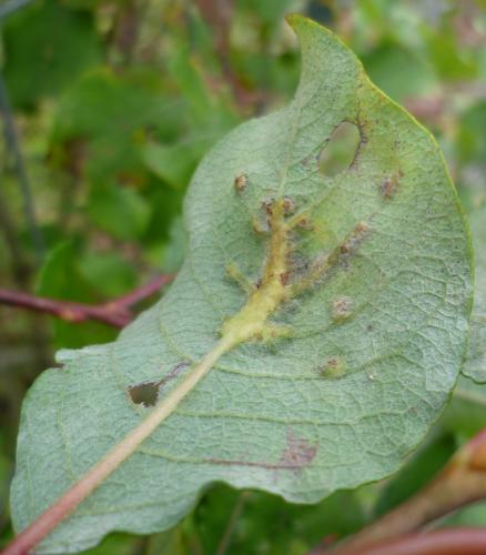 Réf. 117 994 : Iteomyia major