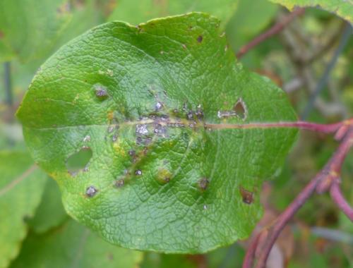 Réf. 117 996 : Biorhiza pallida