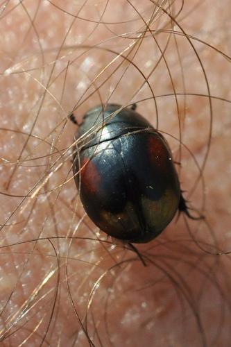 Sphaeridium sp.