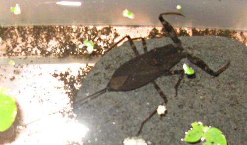 Laccotrephes vicinus