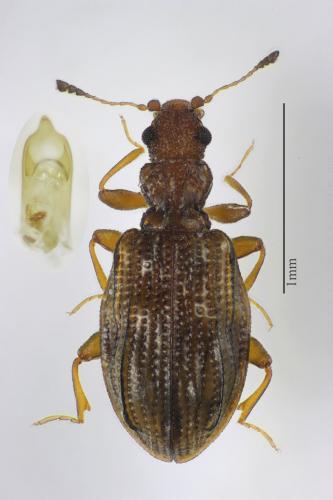 Cartodere nodifer