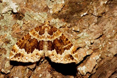 Réf. 117 449 : Lampropteryx suffumata