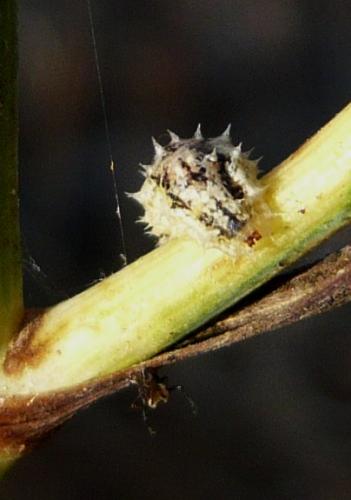 Réf. 117 806 : Paragus sp.