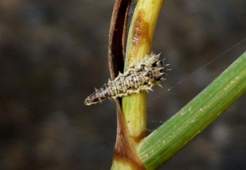 Réf. 117 807 : Paragus sp.