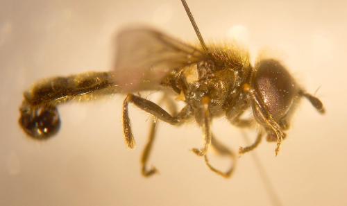 Heringia sp.