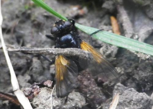 Mesembrina meridiana