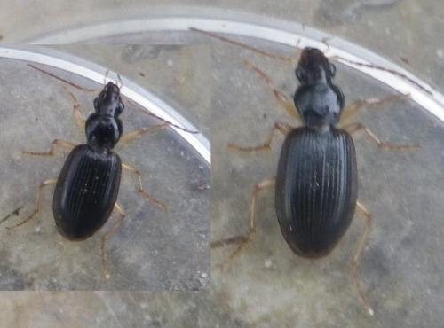 Paranchus albipes
