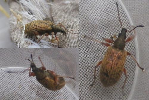 Phyllobius glaucus
