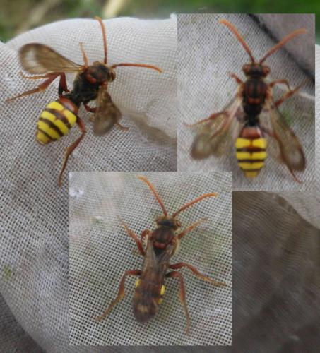 Nomada sp.