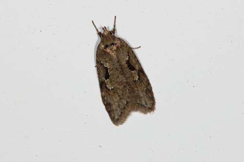 Réf. 117 304 : Semioscopis steinkellneriana