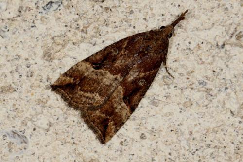 Réf. 117 017 : Hypena rostralis