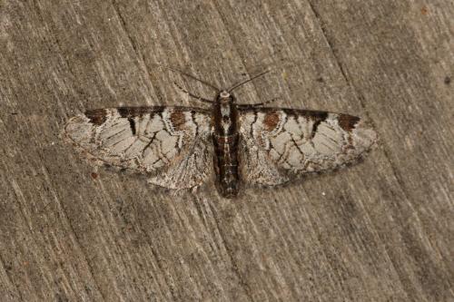 Réf. 117 273 : Eupithecia insigniata