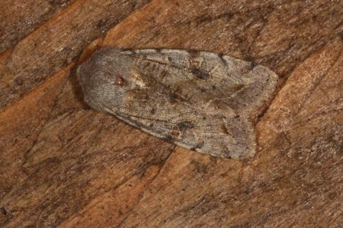 Réf. 117 019 : Orthosia incerta