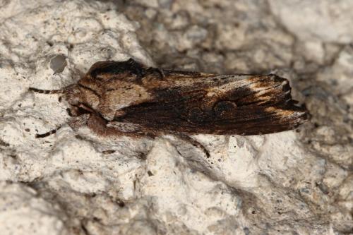 Egira conspicillaris