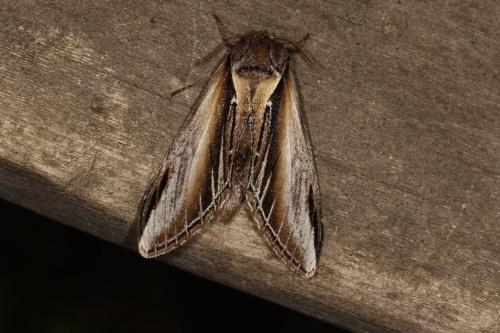 Réf. 117 268 : Pheosia tremula