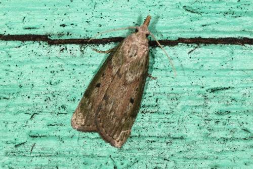 Aphomia sociella