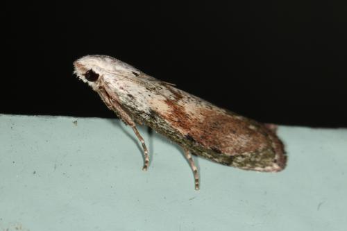 Aphomia sociella