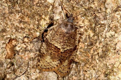 Syndemis musculana