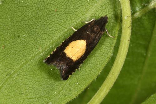 Pammene trauniana