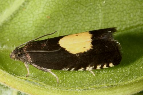 Pammene trauniana