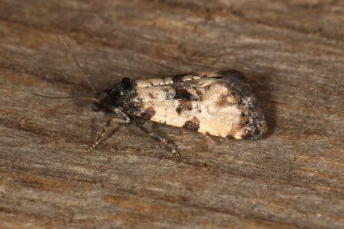 Cochylis atricapitana