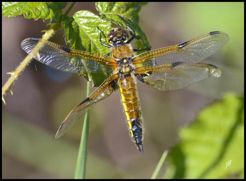 Réf. 117 477 : Libellula quadrimaculata