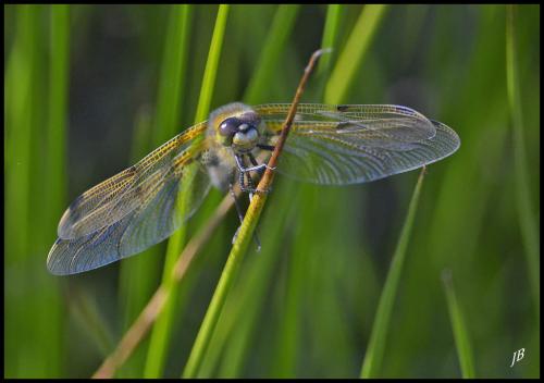 Libellula quadrimaculata