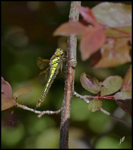 Brachytron pratense