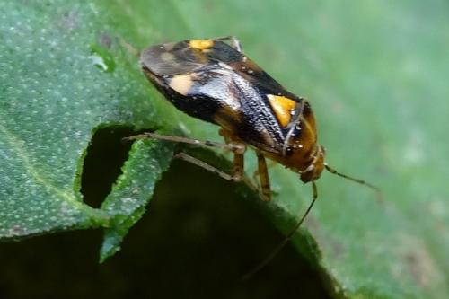 Liocoris tripustulatus