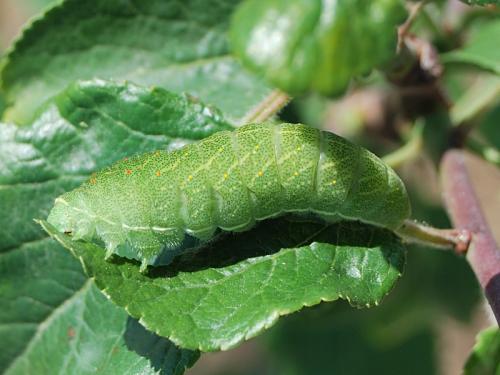 Réf. 117 444 : Iphiclides podalirius