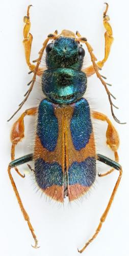Réf. 117 528 : Hapalochrops sumptuosus