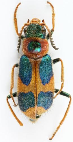 Réf. 117 529 : Hapalochrops sumptuosus