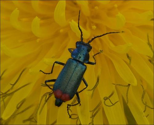 Malachius bipustulatus