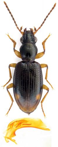 Sinechostictus elongatus