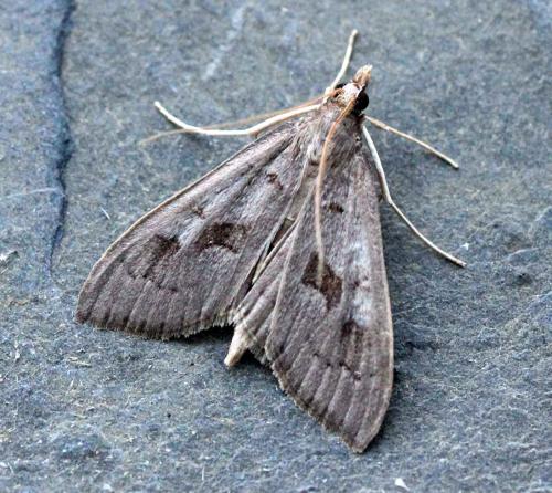 Réf. 117 753 : Mecyna asinalis