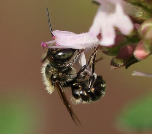 Réf. 117 312 : Osmia sp.