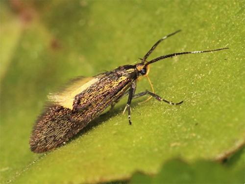 Esperia sulphurella