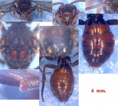 Nomada flavoguttata