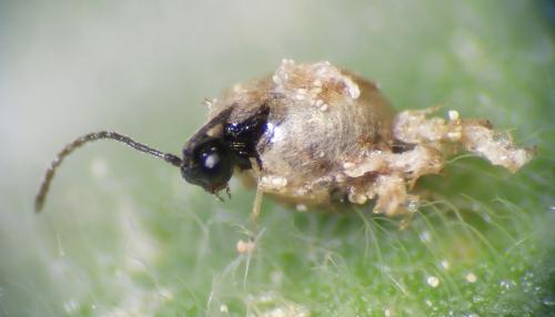 Réf. 117 780 : Aphidiinae inconnu