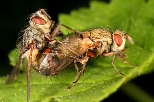 Phryno vetula