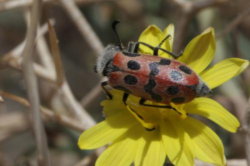 Mylabris batnensis