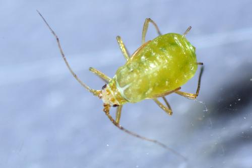 Myzus persicae