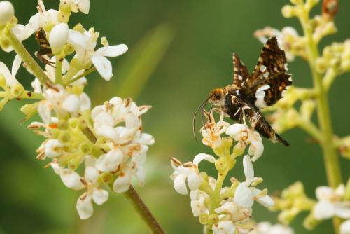 Thyris fenestrella