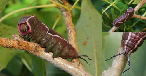 Cerura vinula