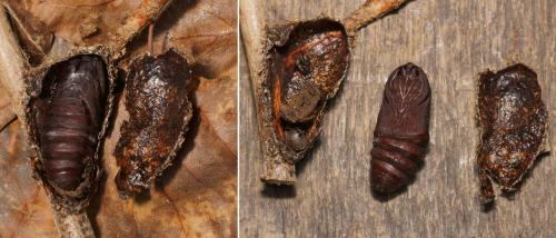 Cerura vinula