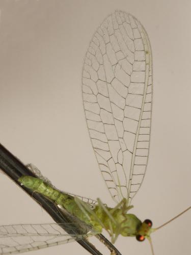 Réf. 117 004 : Apertochrysa prasina